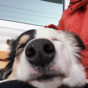 狗狗挑食怎么办？billy+margot狗粮帮你解决