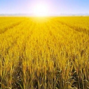 董舒老师：农业细分板块近期迎来机会