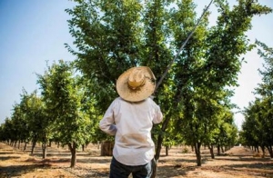 加州西梅协会：2020收获小年带来的高品质加州西梅