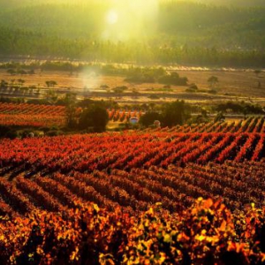 启一杯巴斯克源自拉菲罗斯柴尔德佳酿，共探索智利风味