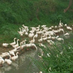 这鹅的个体不大、长得还慢，但它是真宗的“爊鹅”原材料