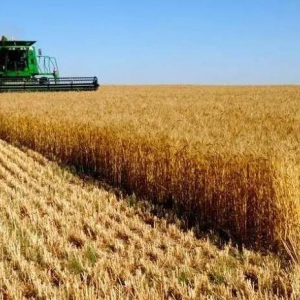 中国取消澳大利亚小麦合同 引发全球市场震动与重新布局