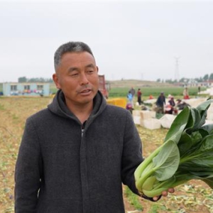一肥六效，鲁花花生肽肥的化肥替代之路——在田间地头实地探访鲁花花生肽肥六大“超能力”